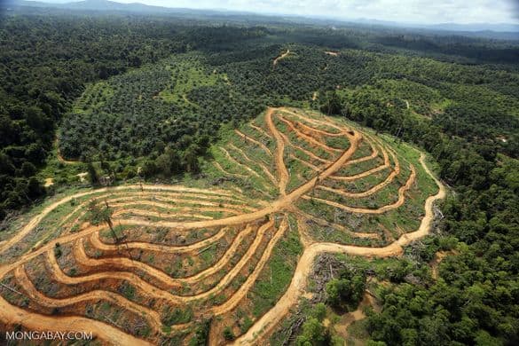 How Businesses Can Reduce Deforestation