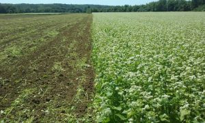 Cover Crops