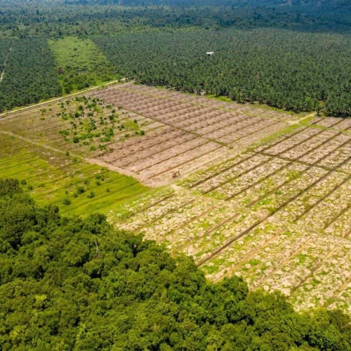 Reforestation