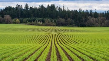 sustainable agriculture