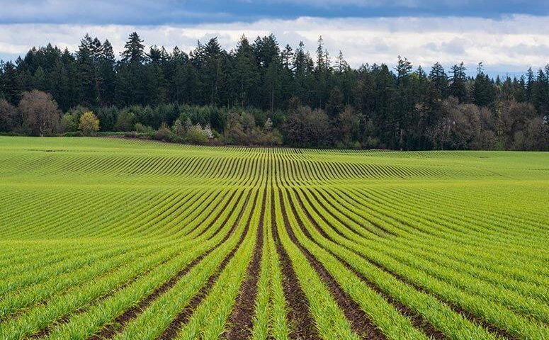 sustainable agriculture