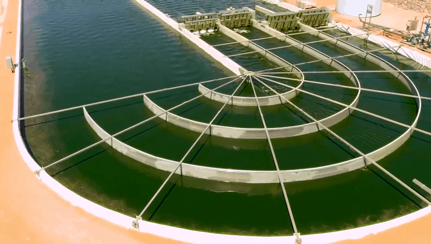 Algae Farm