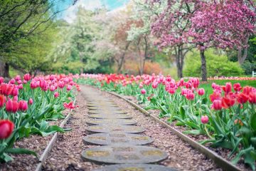 12 Lawn Alternatives to Grass