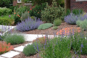 Xeriscaping