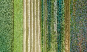 Aerial Drone Image Of Fields With Diverse Crop Growth Based