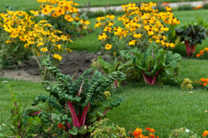 The Power Of Sustainable Gardening