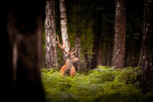 Deforestation 039 S Impact On Biodiversity