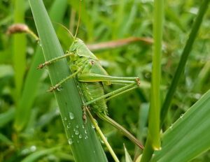 Maintain An Eco Friendly Lawn