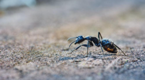 Dealing With Odorous House Ants