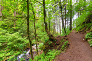 How Climate Change Is Affecting Native Trees In Portland Or