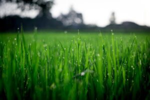 Maintain An Eco Friendly Lawn