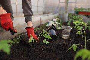 Creating A Healthy Ecosystem