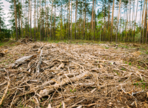 Impact Of Cardboard Boxes On Deforestation