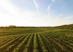 Sustainable Farming Systems