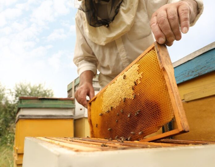 Xr D Dagbjoa2ul8 3 J 8126043549797226357 T 24040514 Building The Sustainable Homestead