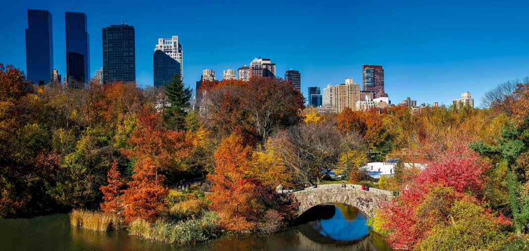 Promoting Large Trees In Urban Areas