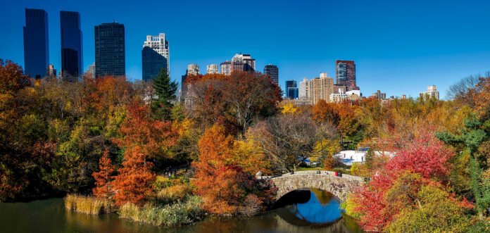 Promoting Large Trees In Urban Areas