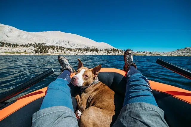 Eco Conscious Travel With Pets1