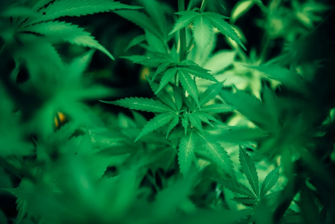 Cbd Can Contribute To A Sustainable Future