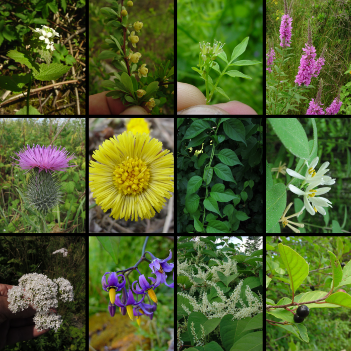 How To Manage Invasive Plants