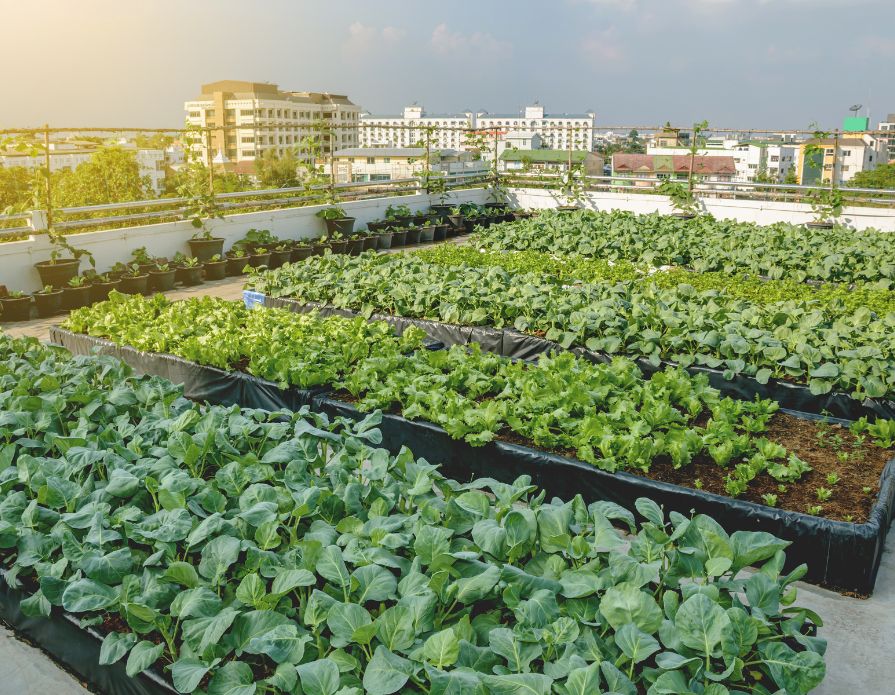 Urban Garden