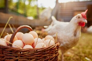 The Top Sustainable Animal Protein