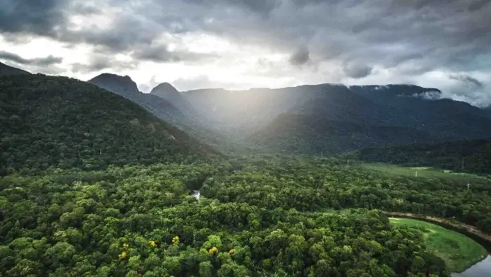 Restorative Forestry