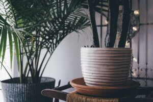 A Greener Future For Urban Living