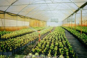 Fire Safe Greenhouses