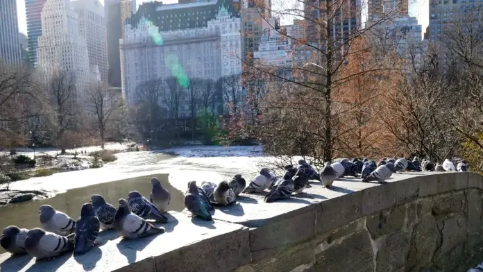 Managing Risks Of Pigeons In Urban Areas