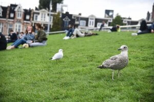 Green Spaces Provide Therapy