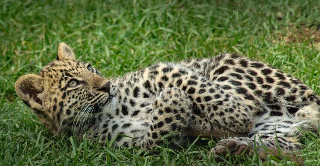 7 Wildlife Preservation Efforts Worldwide