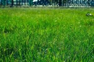 5 Tips For An Eco Friendly Lawn