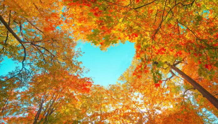 Autumn Forest Background Vibrant Color Tree Red Orange Foliage In Defining Sustainable Philanthropy
