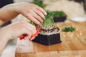 The Sustainability Of Using Microgreens In Meal Prep