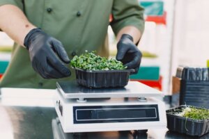 The Sustainability Of Using Microgreens In Meal Prep