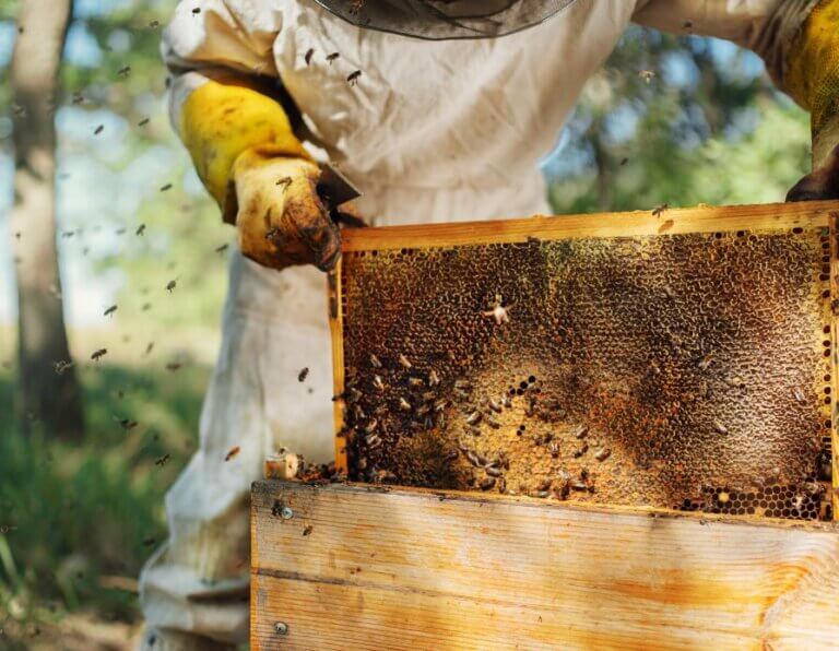 Hazards of Beekeeping 101