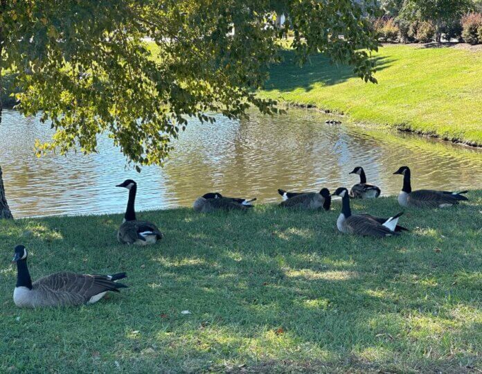 A Collective Effort To Protect Biodiversity