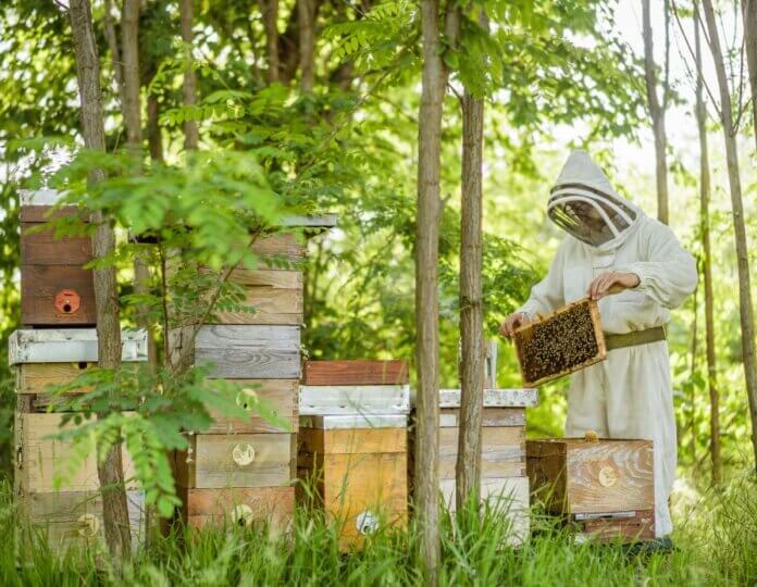 Sustainable Beekeeper Practices