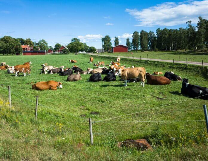 Sustainable Dairy Farming Best Practices