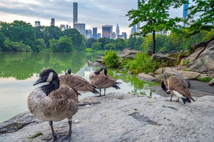 Designing Wildlife Friendly Urban Havens