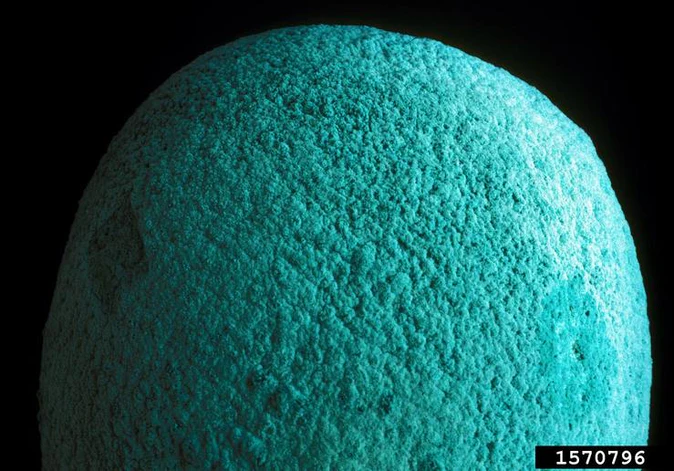 Molds That are Good for the Planet 