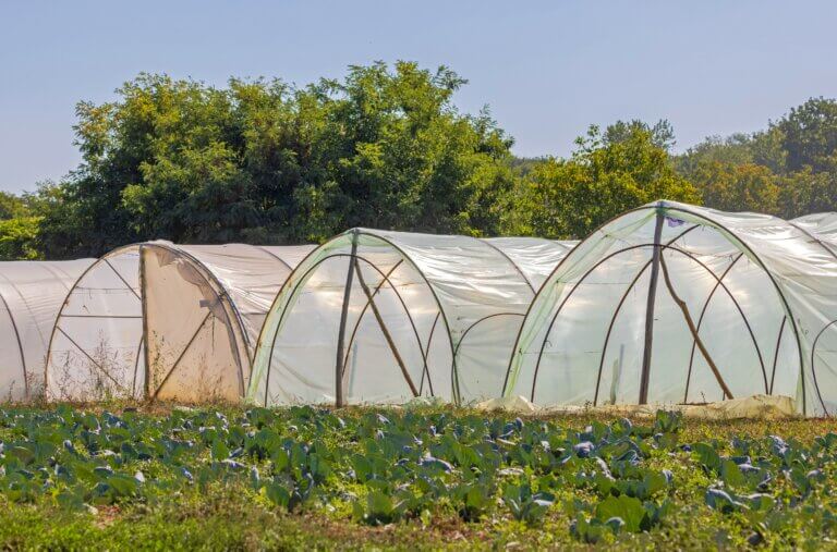 Sustainable Urban Farming With Polytunnels
