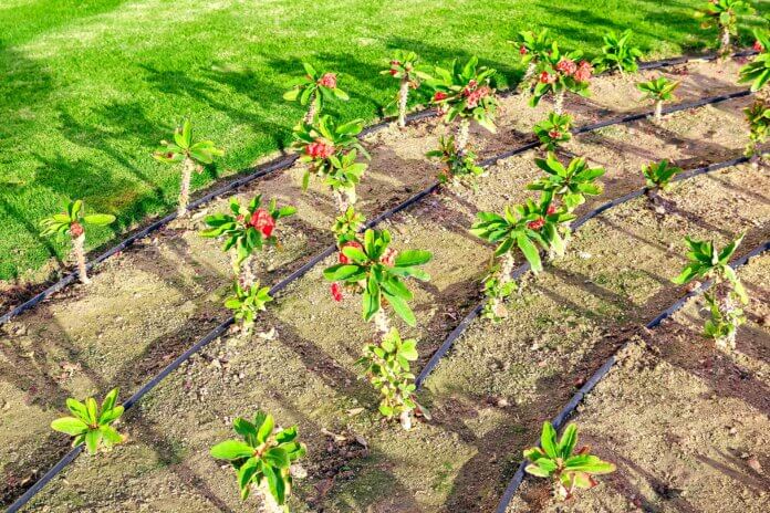 Sustainable Low Water Gardening