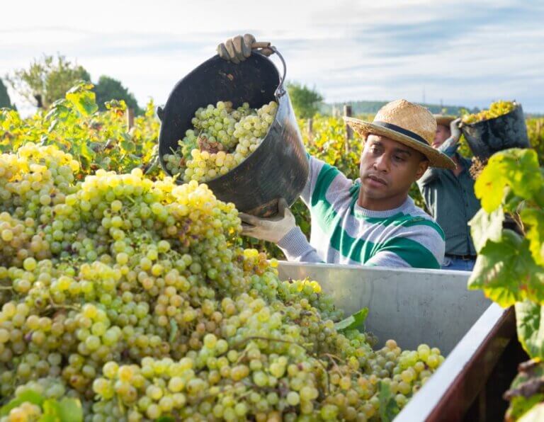 Sustainable Vineyard Growth