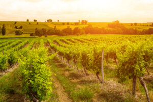 Sustainable Vineyard Growth