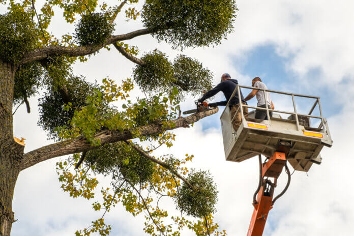Tree Pruning Importance