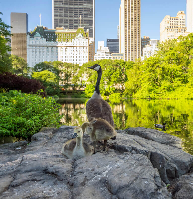 Building A Better Urban Ecosystem