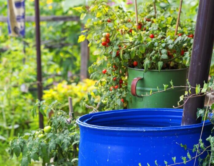 Support Your Local Ecosystem