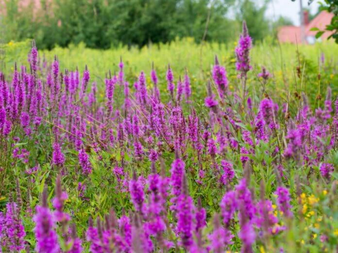 Field of tall purple flowers blooming in a meadow with green grasses and trees in the background.